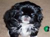 Pekingese Foto: Anysha Mai-Lee (ID 2243) Pekingese Hund