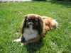 Pekingese Foto: Eila (ID 34853) Pekingese Hund