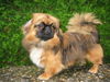 Pekingese Foto: Daisy (ID 34852) Pekingese Hund