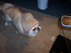 Pekingese Foto: Stressiger Tag!!!! (ID 28369) Pekingese Hund