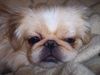 Pekingese Foto: Stressiger Tag!!!! (ID 28368) Pekingese Hund