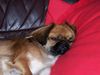 Pekingese Foto: Lissi schläft... (ID 25560) Pekingese Hund