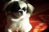 Pekingese Foto: Das ist die Abbie (ID 40986) Pekingese Hund
