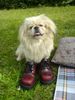 Pekingese Foto (ID 33927) Pekingese Hund
