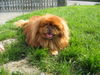 Pekingese Foto: Coco (ID 34855) Pekingese Hund