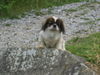 Pekingese Foto: Maida (ID 34854) Pekingese Hund