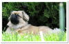 Pekingese Foto: Chester (ID 34317) Pekingese Hund