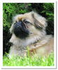 Pekingese Foto: Chester (ID 34316) Pekingese Hund