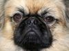 Pekingese Foto: Jester (ID 23004) Pekingese Hund
