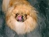 Pekingese Foto: Mmmh, lecker Knochen!!! (ID 12194) Pekingese Hund