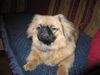 Pekingese Foto: Na was is????? (ID 17813) Pekingese Hund