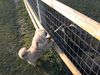 Pekingese Hund