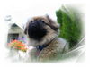 Pekingese Hund