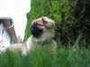 Pekingese Foto: Chester (ID 24428) Pekingese Hund