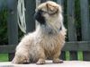 Pekingese Foto (ID 23049) Pekingese Hund