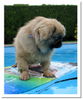 Pekingese Foto: Chester (ID 38791) Pekingese Hund