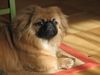 Pekingese Foto: Chester (ID 20569) Pekingese Hund