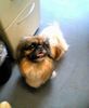 Pekingese Foto: Peggy-Sue vom Goldberg, 9 Jahre (ID 14604) Pekingese Hund