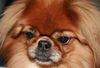 Pekingese Hund