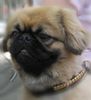 Pekingese Foto: letzter Sommerschnitt (ID 25430) Pekingese Hund