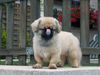 Pekingese Foto: Chester am Pool (ID 22481) Pekingese Hund