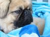 Pekingese Foto: Chester am Pool (ID 22482) Pekingese Hund