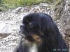 Pekingese Foto: Gigolo in den Dolomiten (ID 29669) Pekingese Hund
