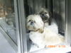 Pekingese Foto: Hi wie gehts!!! (ID 30213) Pekingese Hund