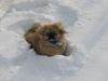 Pekingese Foto: ...Schneehund (ID 18081) Pekingese Hund