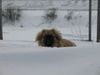 Pekingese Foto: Chester (ID 18082) Pekingese Hund