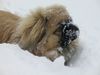 Pekingese Foto: ...Schneehund (ID 18080) Pekingese Hund