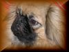 Pekingese Foto: Spielerie 1 (ID 18094) Pekingese Hund