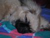 Pekingese Hund