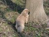 Pekingese Foto: Chester (ID 20571) Pekingese Hund