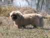 Pekingese Foto (ID 19952) Pekingese Hund