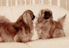 Pekingese Foto (ID 433) Pekingese Hund