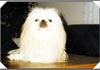 Pekingese Foto: Taboo (ID 580) Pekingese Hund