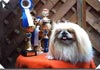 Pekingese Foto: Pascha (ID 581) Pekingese Hund