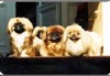 Pekingese Foto: Isabell und Jessica (ID 583) Pekingese Hund