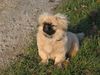 Pekingese Hund