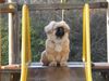 Pekingese Hund