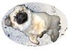 Pekingese Foto: Im Hundehimmel (ID 22838) Pekingese Hund