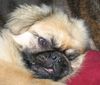 Pekingese Foto: und wieder auf der Erde (ID 22853) Pekingese Hund