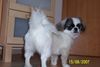 Pekingese Foto: Das ist die Abbie (ID 40987) Pekingese Hund