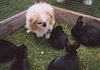 Pekingese Foto: mein bester Freund (ID 15017) Pekingese Hund