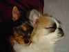 Pekingese Hund