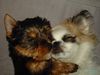 Pekingese Foto: Susi ist wieder da mit Deni (ID 17044) Pekingese Hund