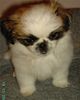 Pekingese Foto: sisi (ID 18564) Pekingese Hund