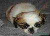 Pekingese Foto: Ich bin soo müde (ID 15496) Pekingese Hund