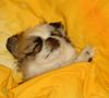 Pekingese Foto: ich schlafe immer soo gut im Bett vom Herrhen (ID 15929) Pekingese Hund
